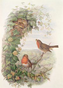 Pettirosso, 1873